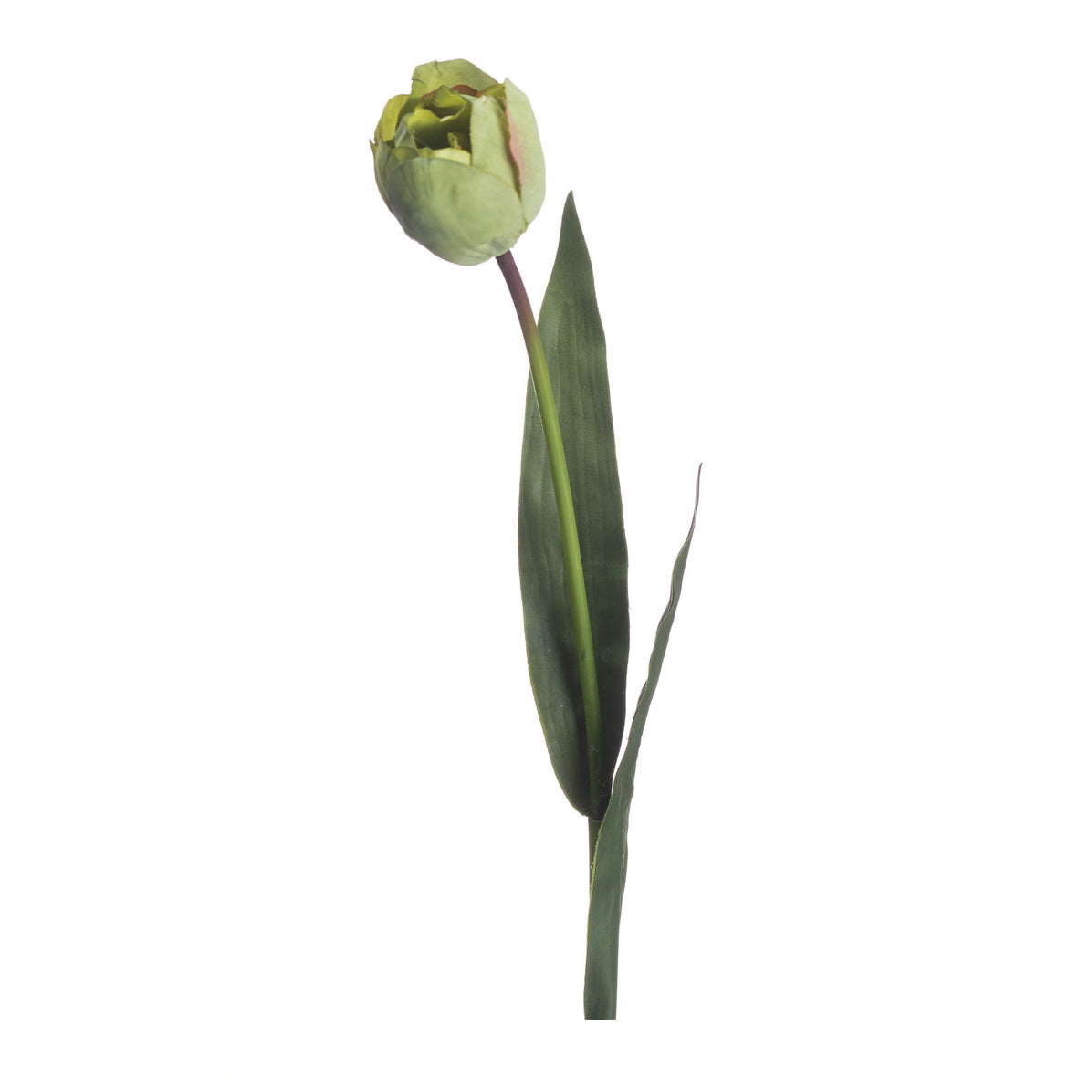 Green Tulip