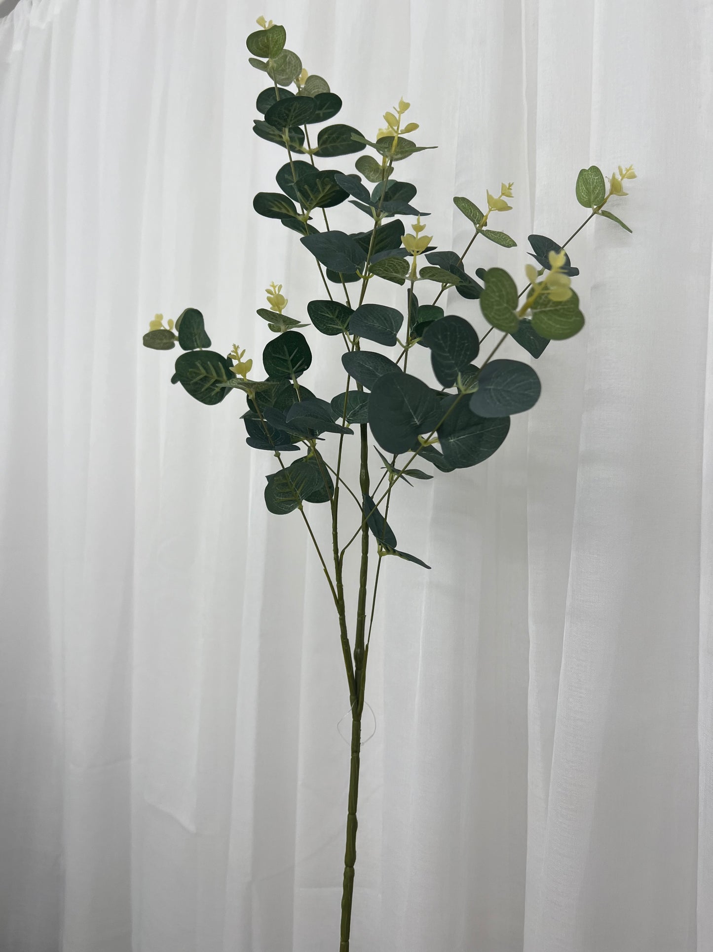 Eucalyptus Spray