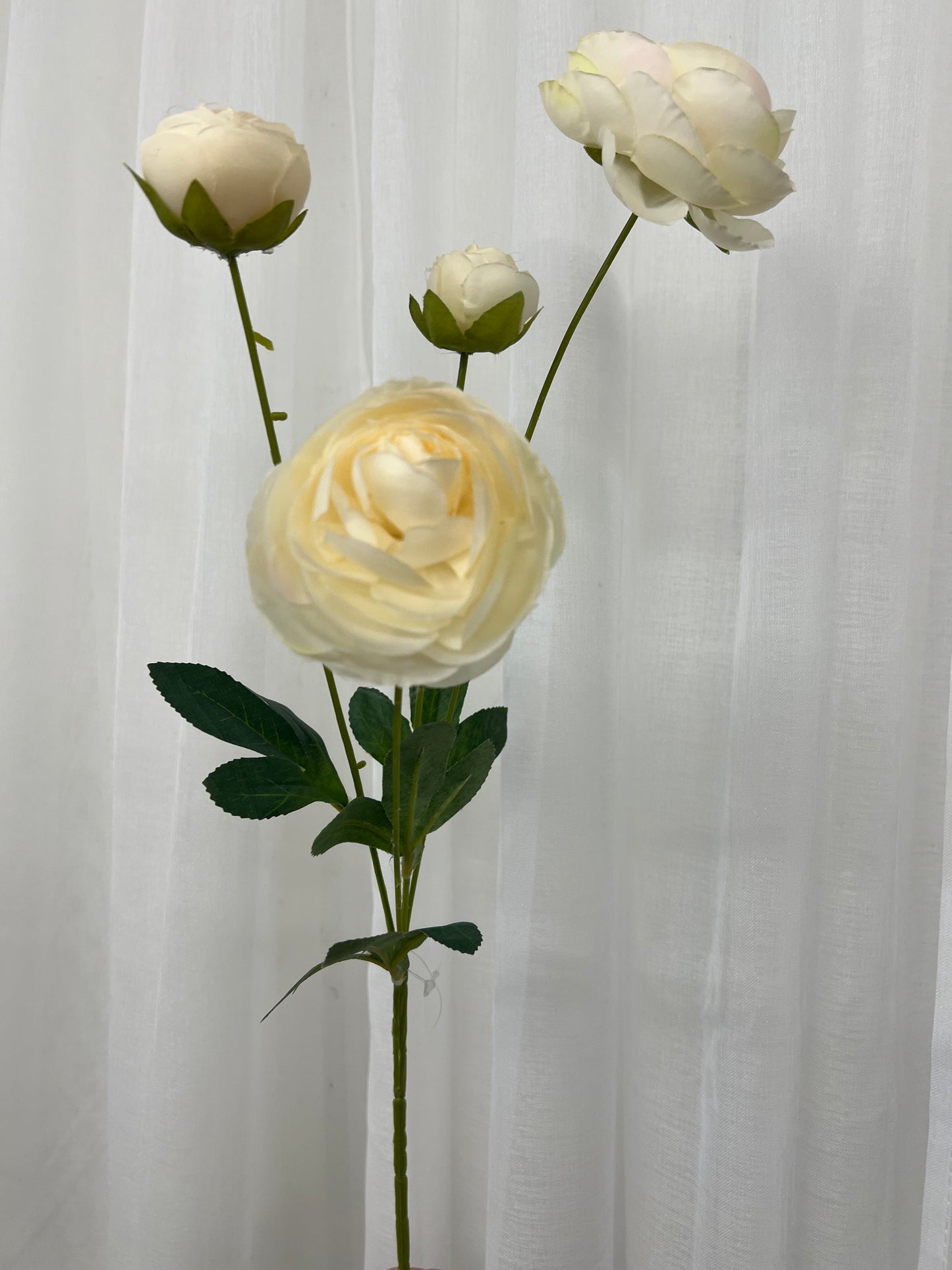 Cream Ranunculus