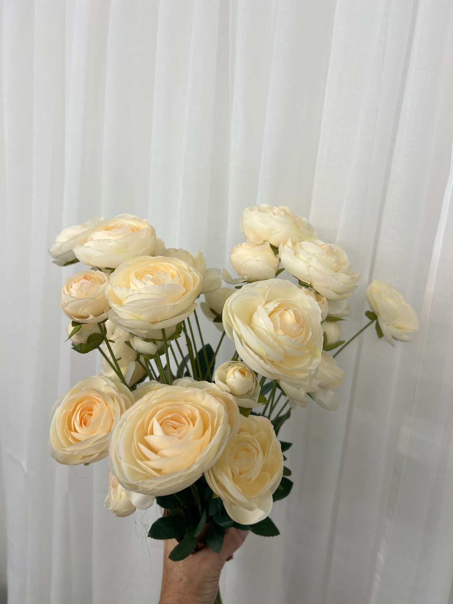 Cream Ranunculus