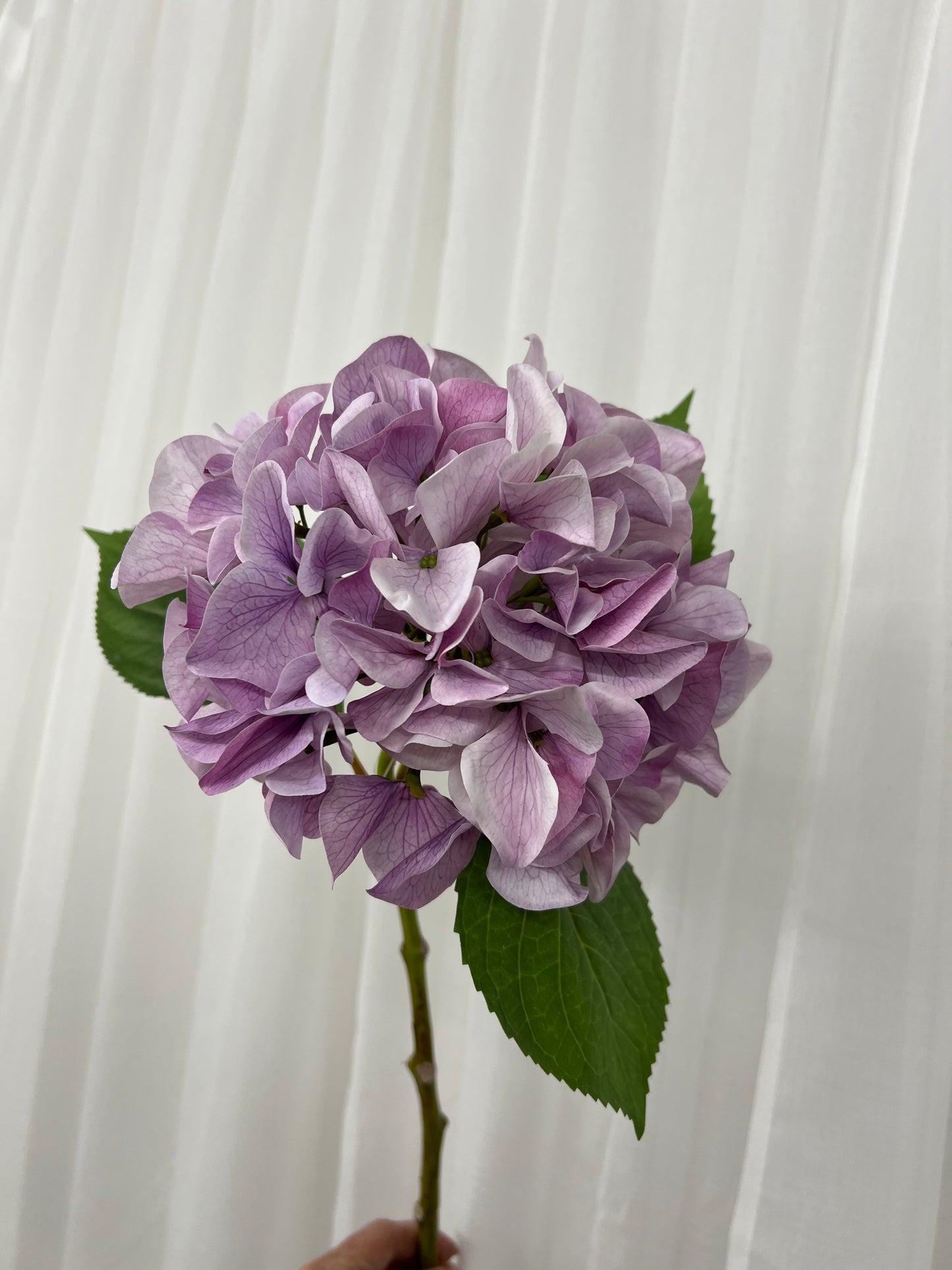 Purple Hydrangeas Single Stem