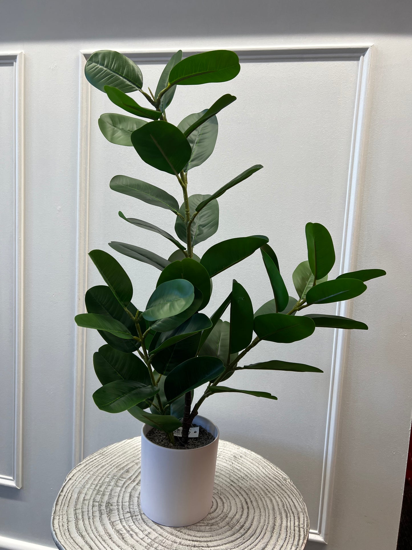 65cm Ficus Plant in White Pot