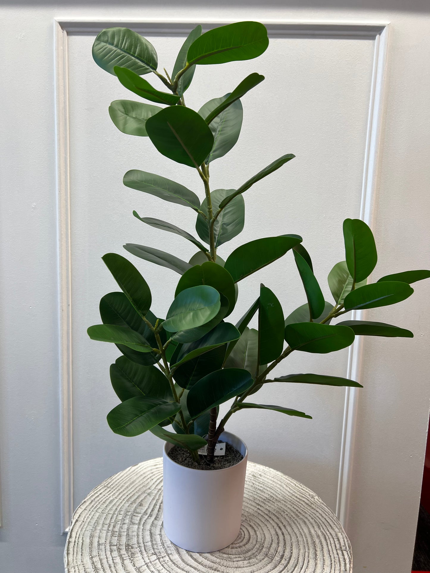 65cm Ficus Plant in White Pot
