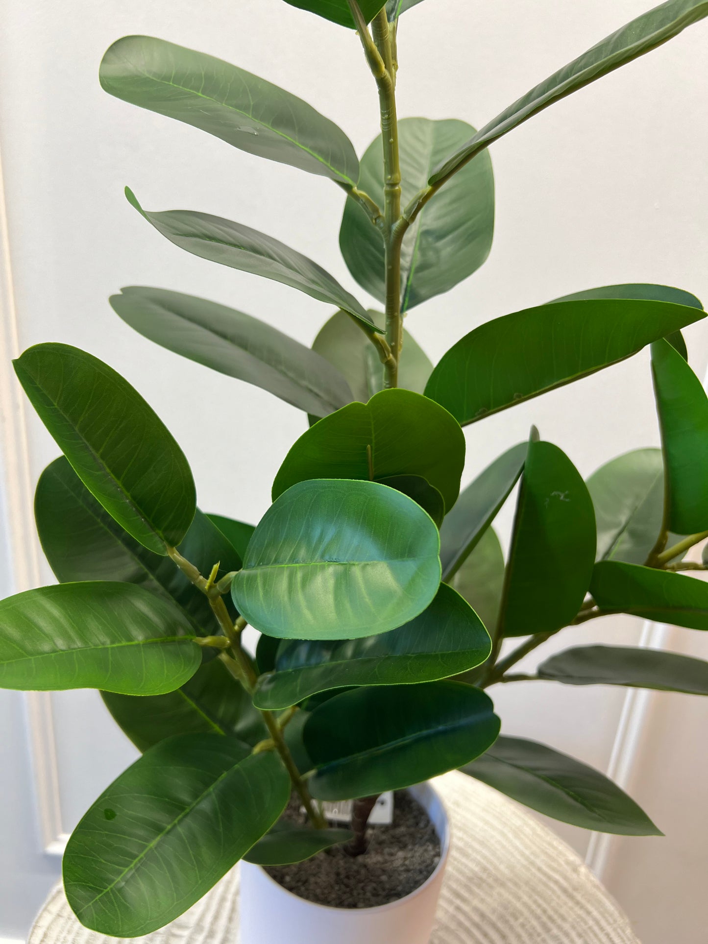 65cm Ficus Plant in White Pot