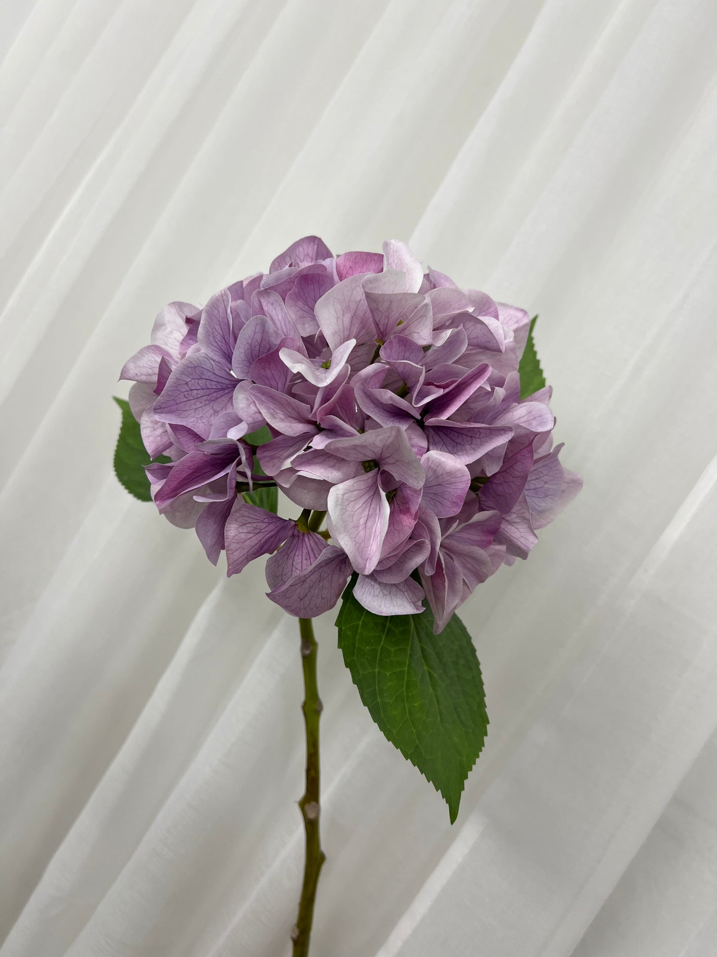 Purple Hydrangeas Single Stem