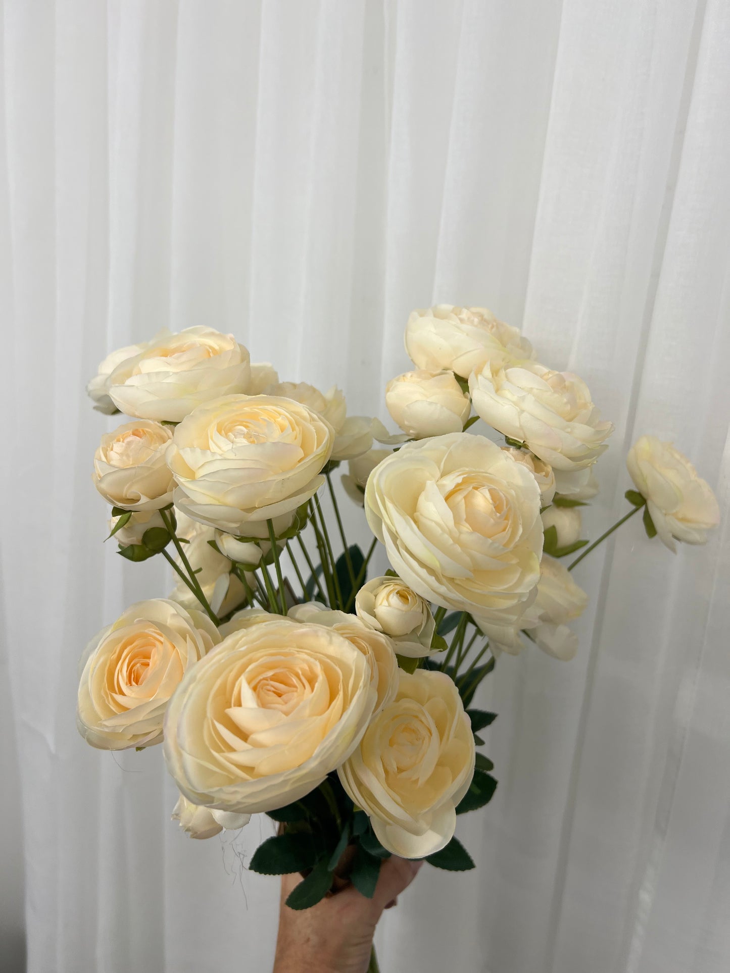 Cream Ranunculus