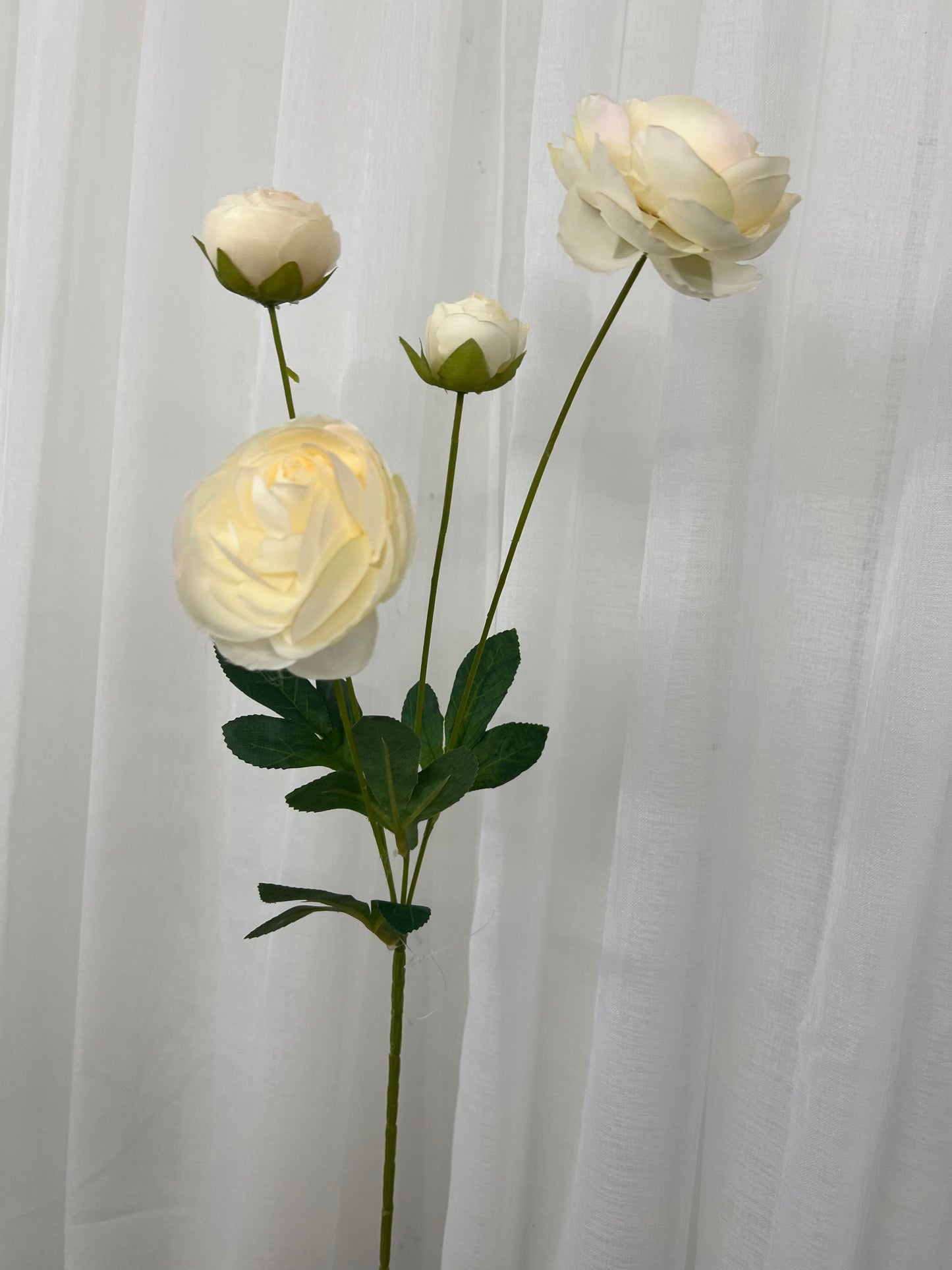 Cream Ranunculus