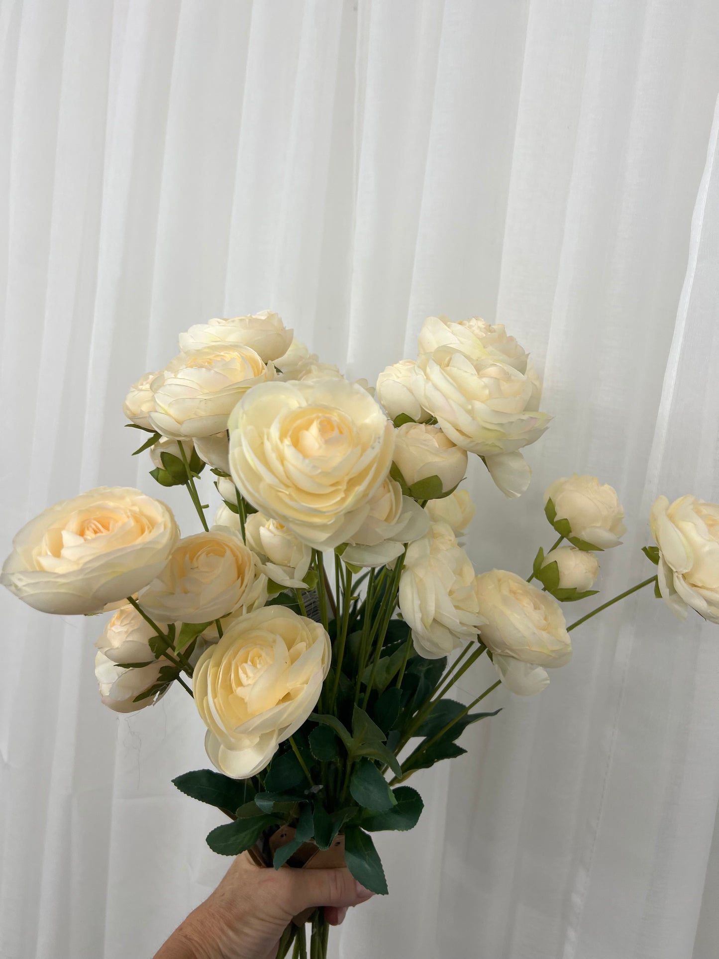 Cream Ranunculus