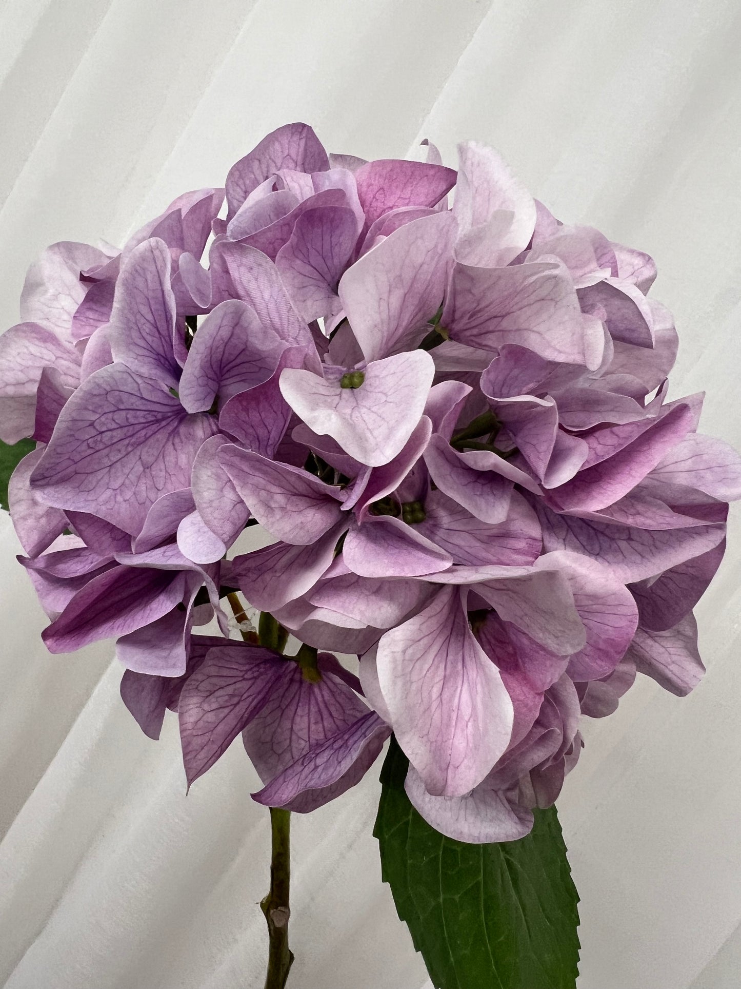 Purple Hydrangeas Single Stem
