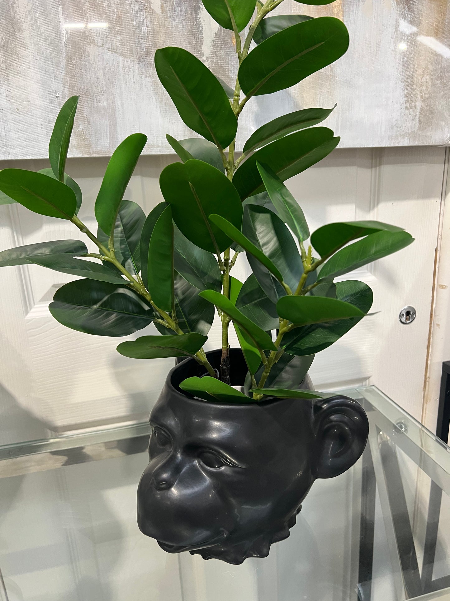 65cm Ficus Plant in White Pot
