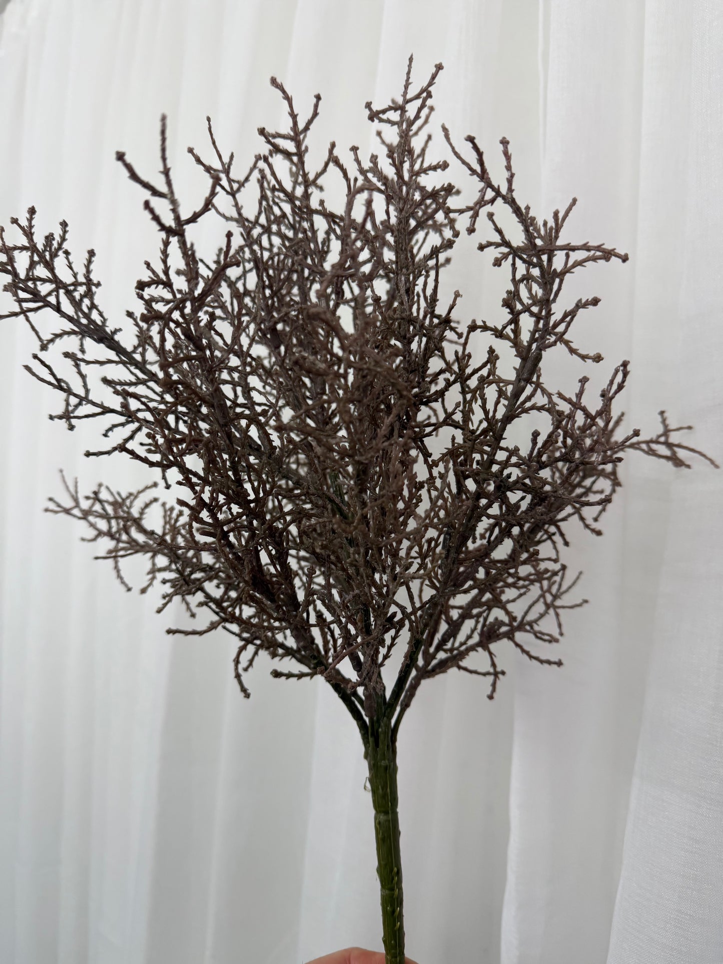 Coral Grass Bush
