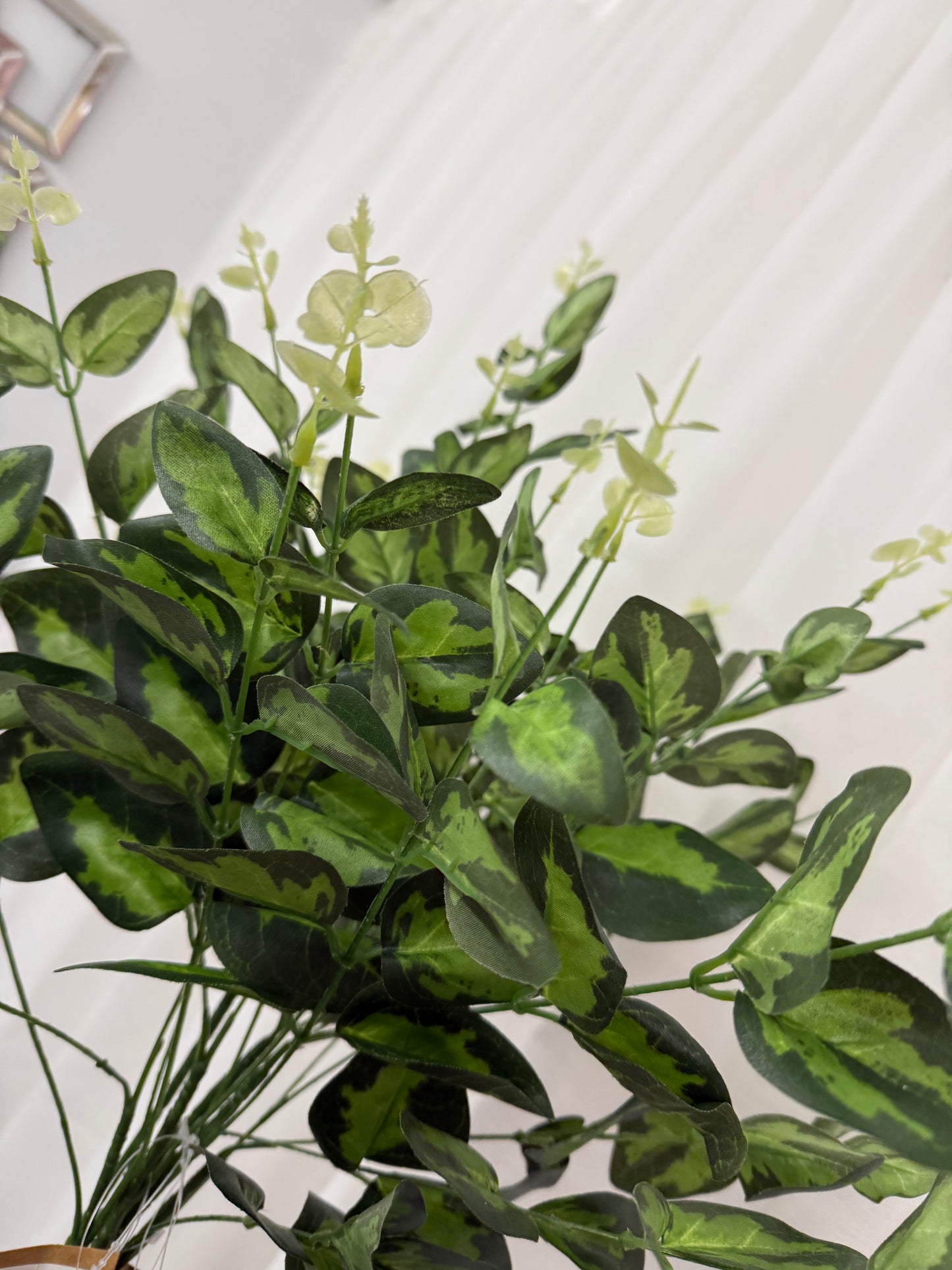 Cineraria Eucalyptus Spray