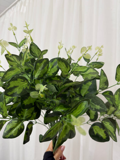 Cineraria Eucalyptus Spray
