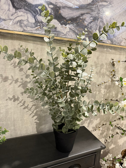 Eucalyptus Potted Plant