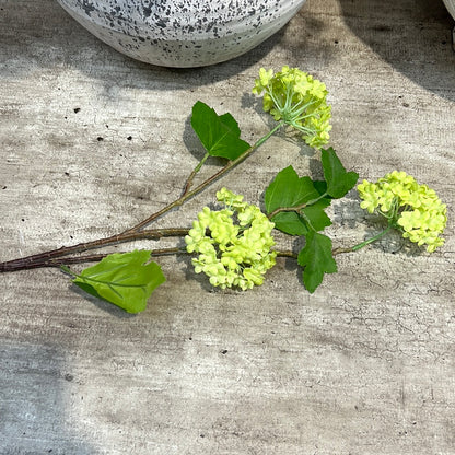 Green Viburnum Spray