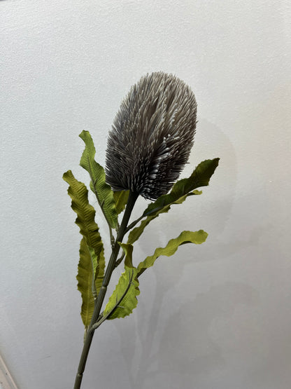 65cm Large Banksia Grey