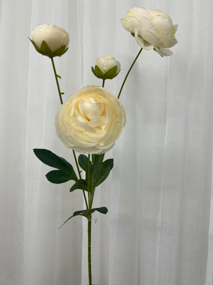 Cream Ranunculus