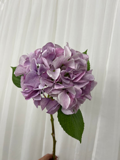Purple Hydrangeas Single Stem