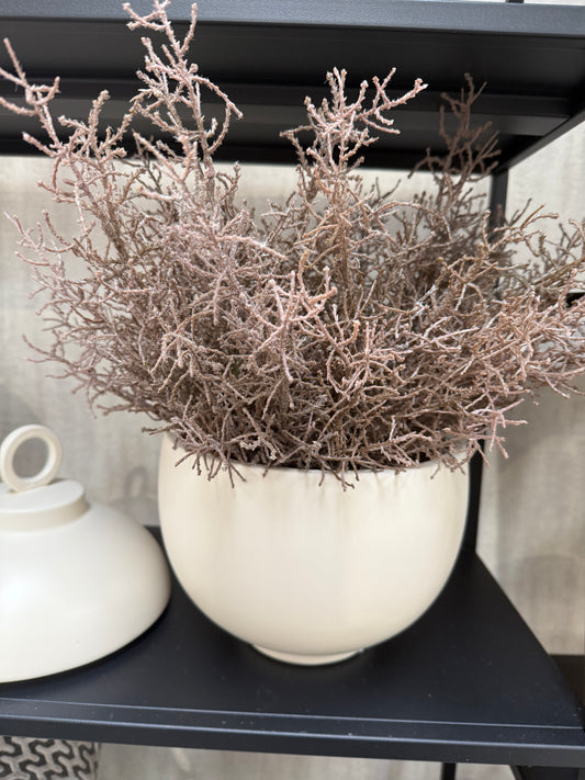 Coral Grass Bush