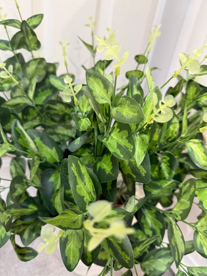 Cineraria Eucalyptus Spray