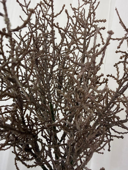 Coral Grass Bush
