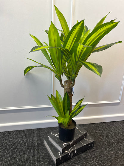 80cm Artificial Dracaena Plant