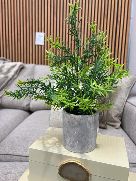 Sage Plant in Stone Pot