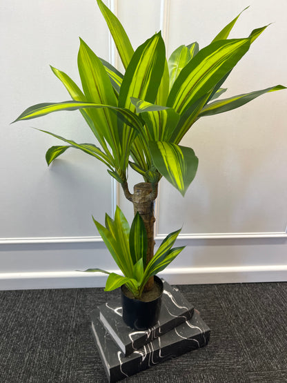 80cm Artificial Dracaena Plant