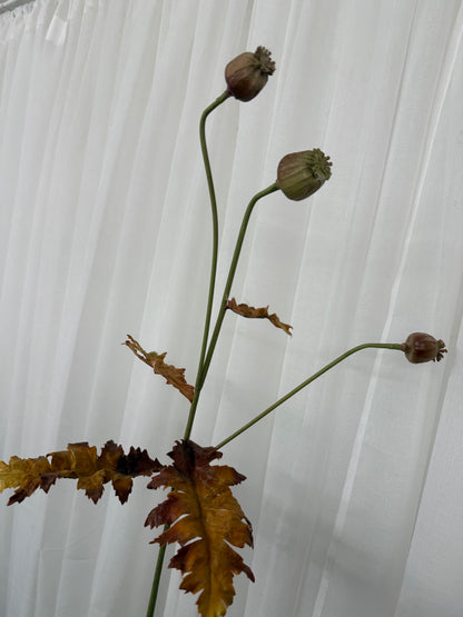 Brown and Pink Poppy Seed Stem