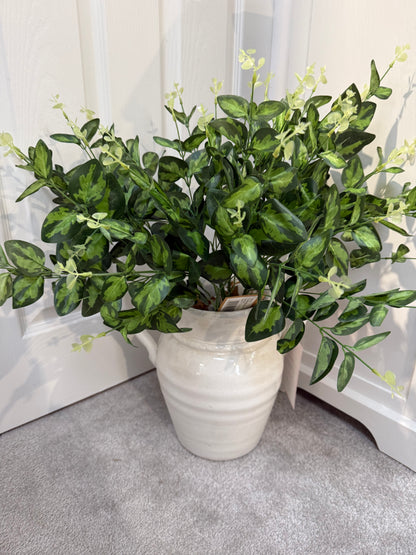 Cineraria Eucalyptus Spray