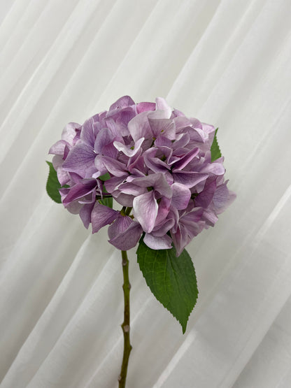 Purple Hydrangeas Single Stem