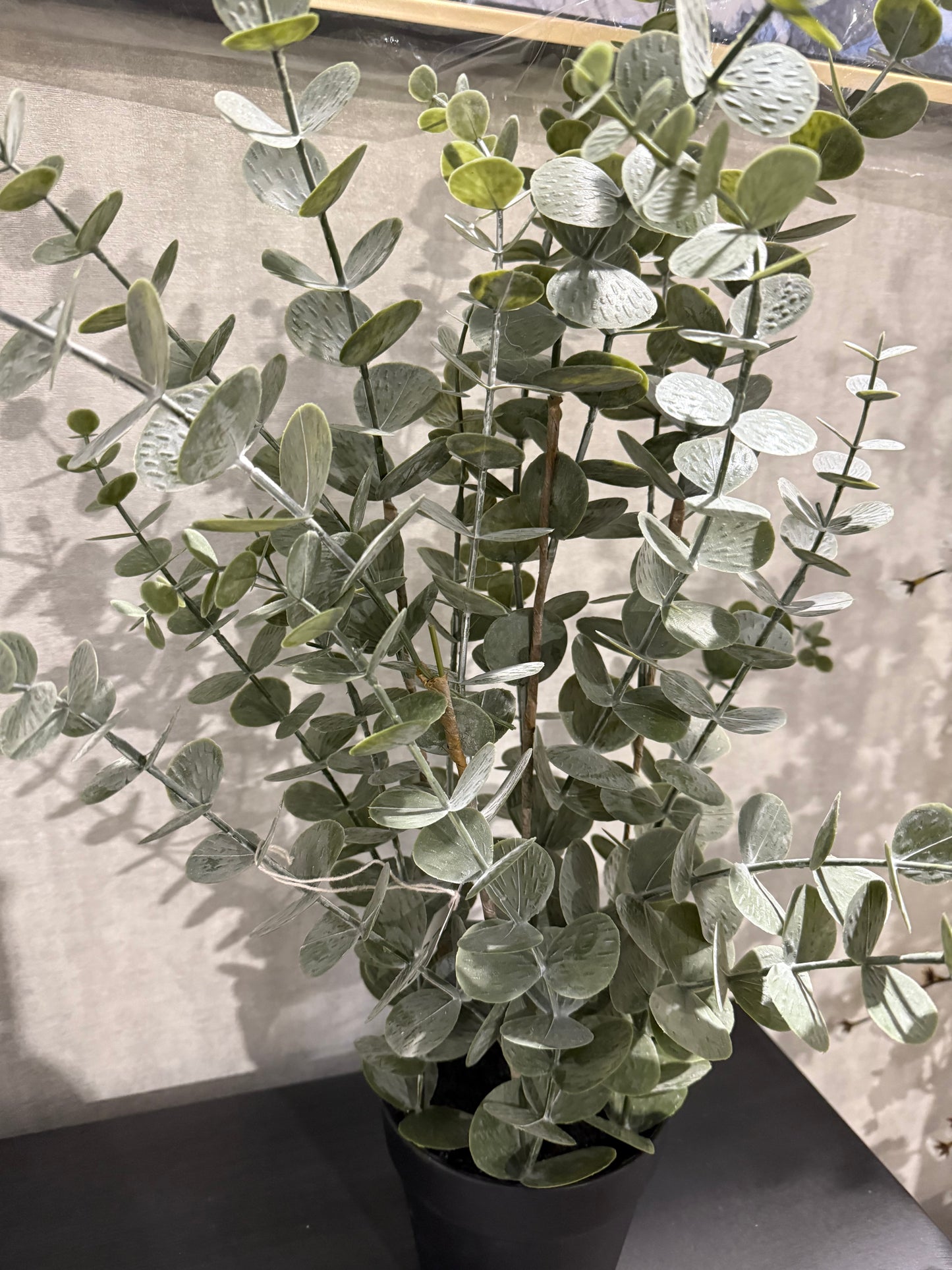 Eucalyptus Potted Plant