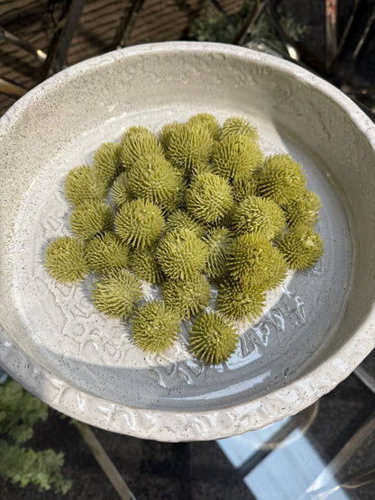 Green Echinops Balls - 24