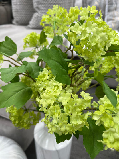 Green Viburnum Spray