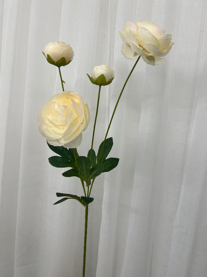 Cream Ranunculus