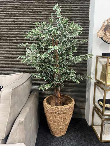 Variegated Green Artificial Fiscus Tree - 6ft