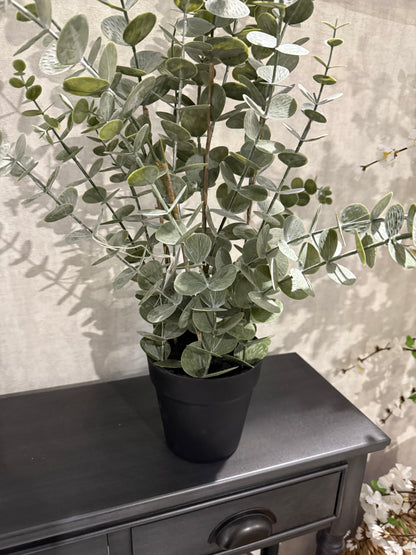 Eucalyptus Potted Plant
