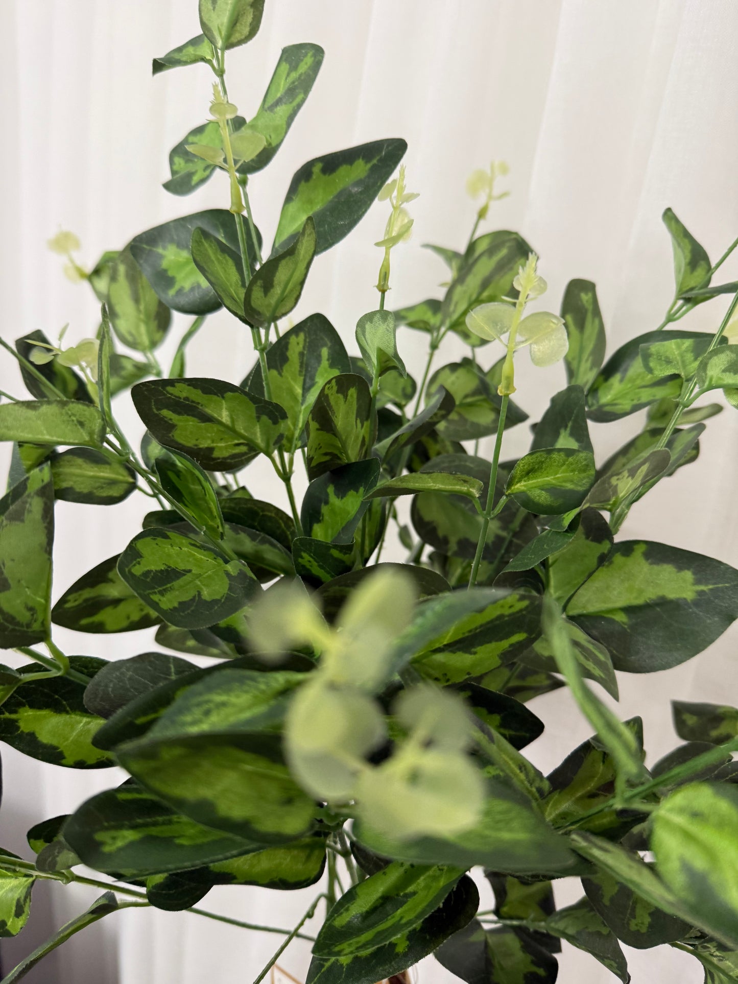 Cineraria Eucalyptus Spray