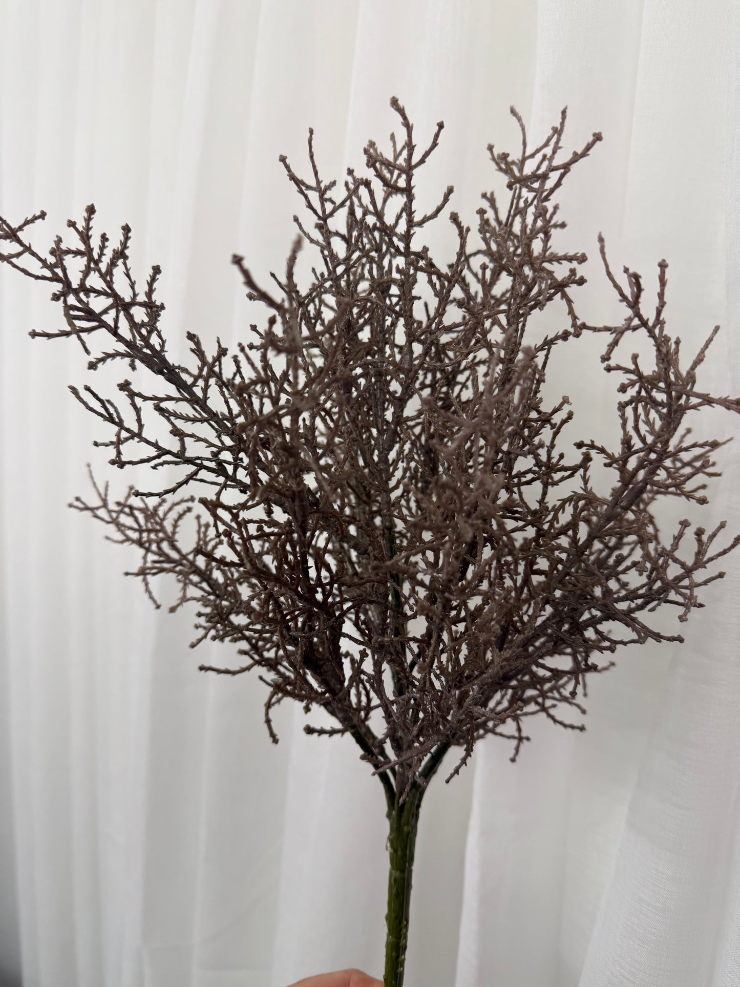 Coral Grass Bush