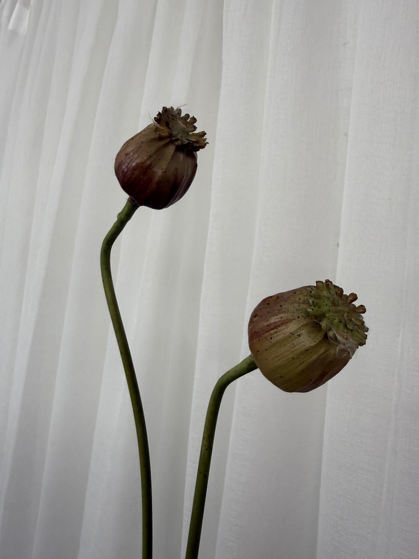 Brown and Pink Poppy Seed Stem