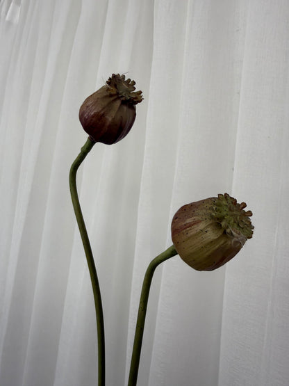 Brown and Pink Poppy Seed Stem