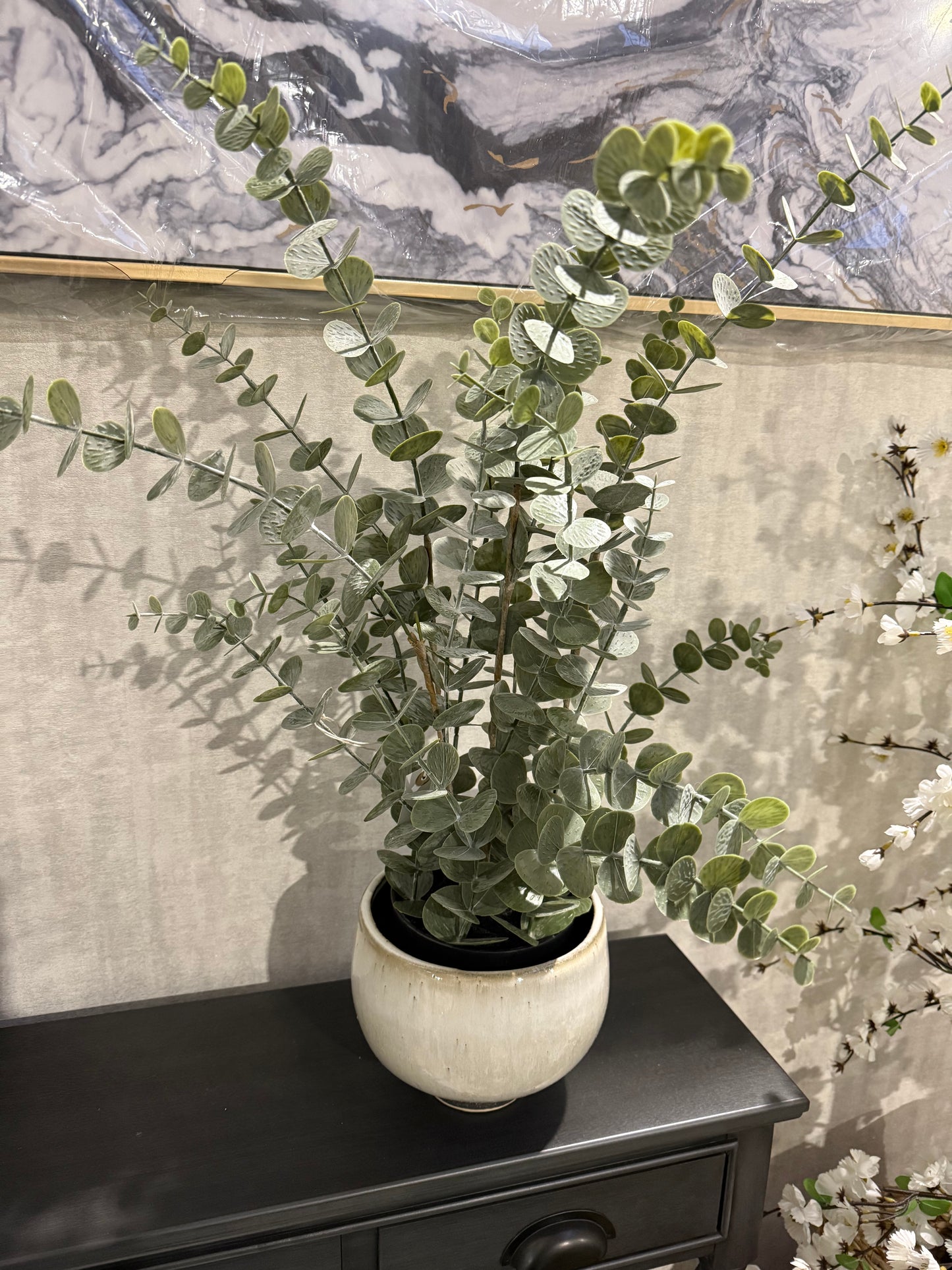 Eucalyptus Potted Plant