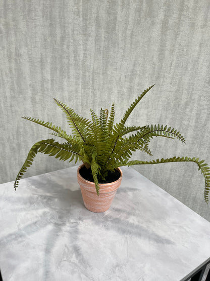 Caulerpa Taxifolia in pot