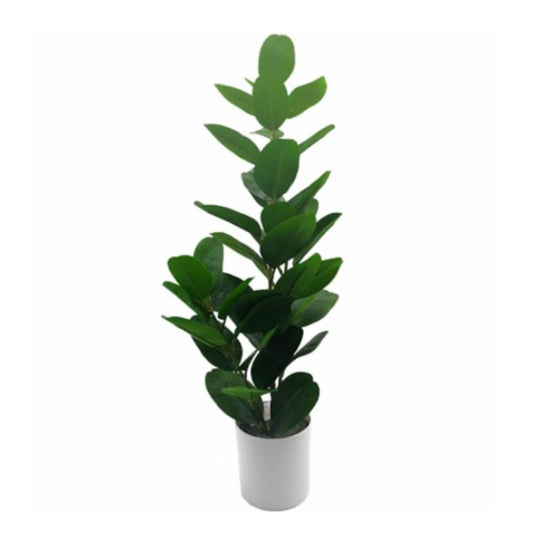 65cm Ficus Plant in White Pot