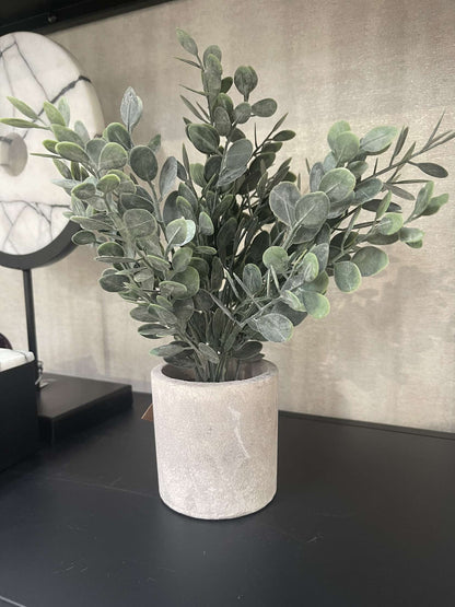 Eucalyptus Plant In Stone Effect Pot