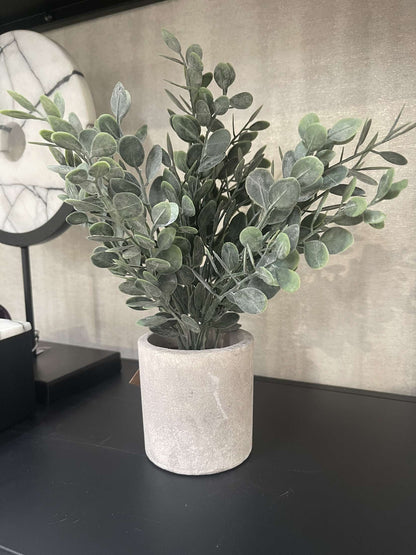 Eucalyptus Plant In Stone Effect Pot